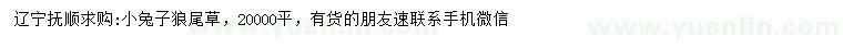 求購(gòu)小兔子狼尾草