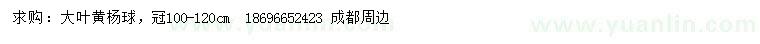 求購冠幅100-120公分大葉黃楊球