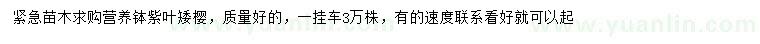 求購(gòu)紫葉矮櫻