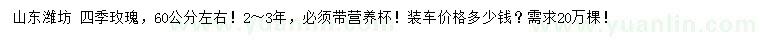 求購60公分左右四季玫瑰