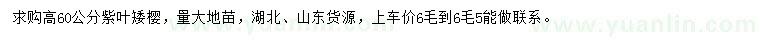 求購(gòu)高60公分紫葉矮櫻