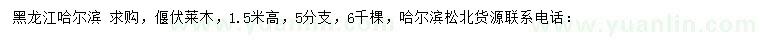 求購高1.5米偃伏萊木