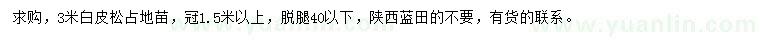 求購3米白皮松