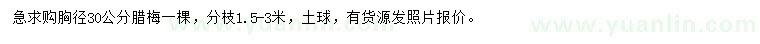 求購胸徑30公分臘梅