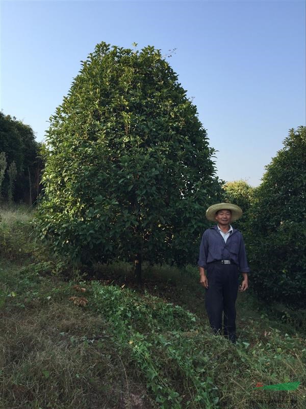 桂花