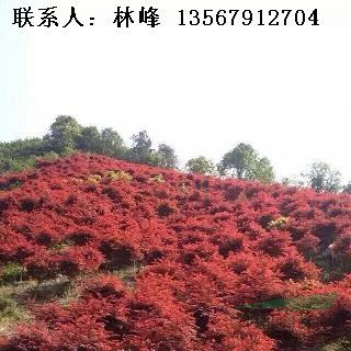 精品红枫的原产地/中国红枫之乡/红枫基地