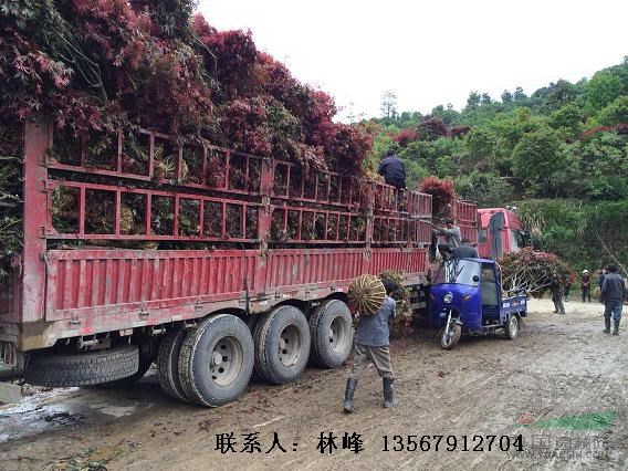 精品红枫的原产地/中国红枫之乡/红枫基地