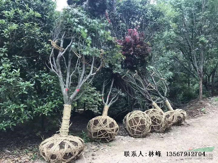 精品红枫的原产地/中国红枫之乡/红枫基地