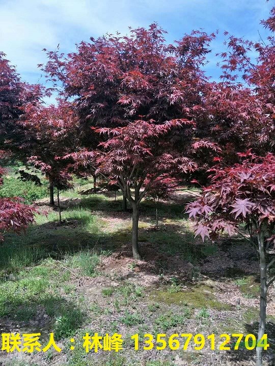 四明山红枫/浙江红枫/溪口红枫