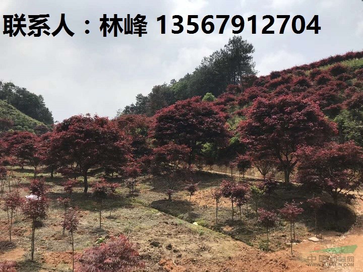 四明山红枫/浙江红枫/溪口红枫