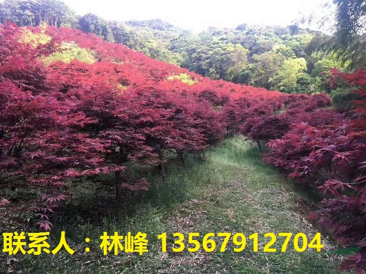 四明山红枫/浙江红枫/溪口红枫