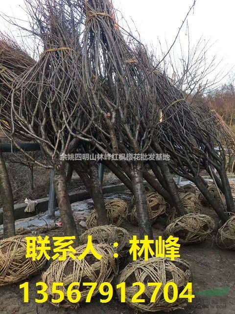 浙江樱花12公分/国内樱花大基地/樱花之乡