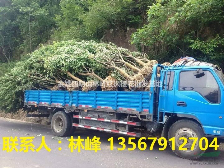 浙江樱花12公分/国内樱花大基地/樱花之乡