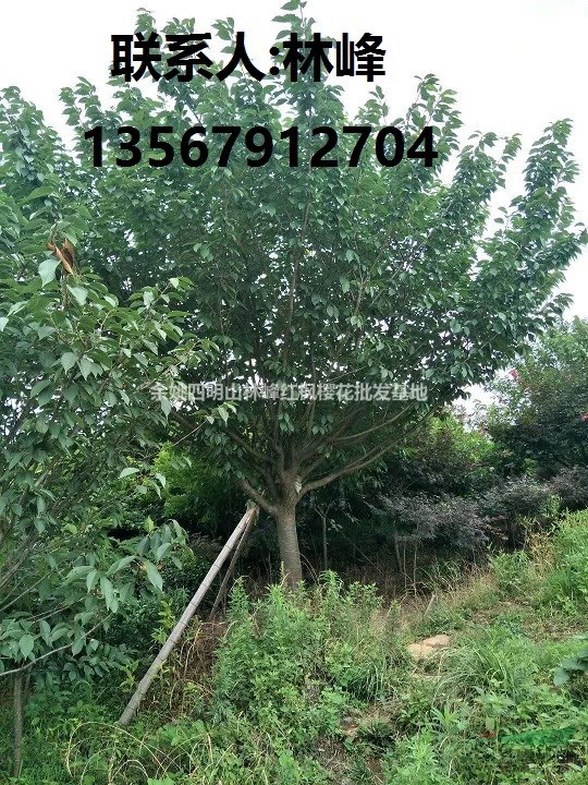 四明山樱花之乡/四明山红枫樱花之乡