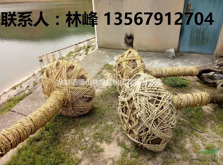 四明山樱花之乡/四明山红枫樱花之乡