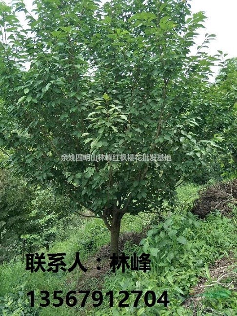 四明山樱花之乡/四明山红枫樱花之乡