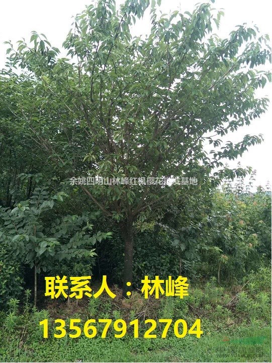 日本樱花/四明山樱花/樱花之乡