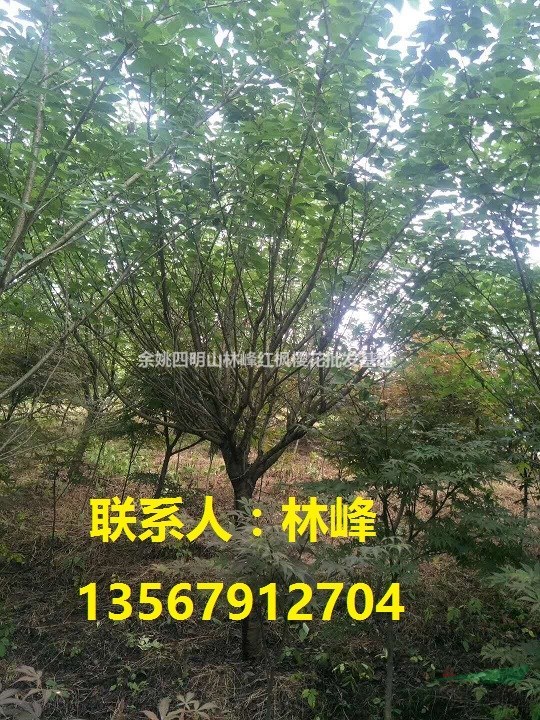 日本樱花/四明山樱花/樱花之乡