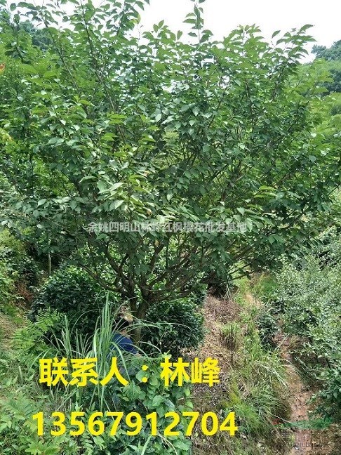 日本樱花/四明山樱花/樱花之乡