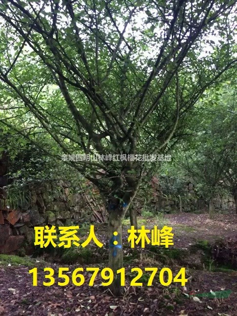 浙江垂丝海棠/溪口垂丝海棠