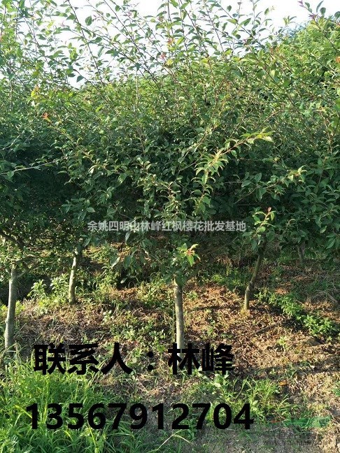 浙江垂丝海棠/溪口垂丝海棠