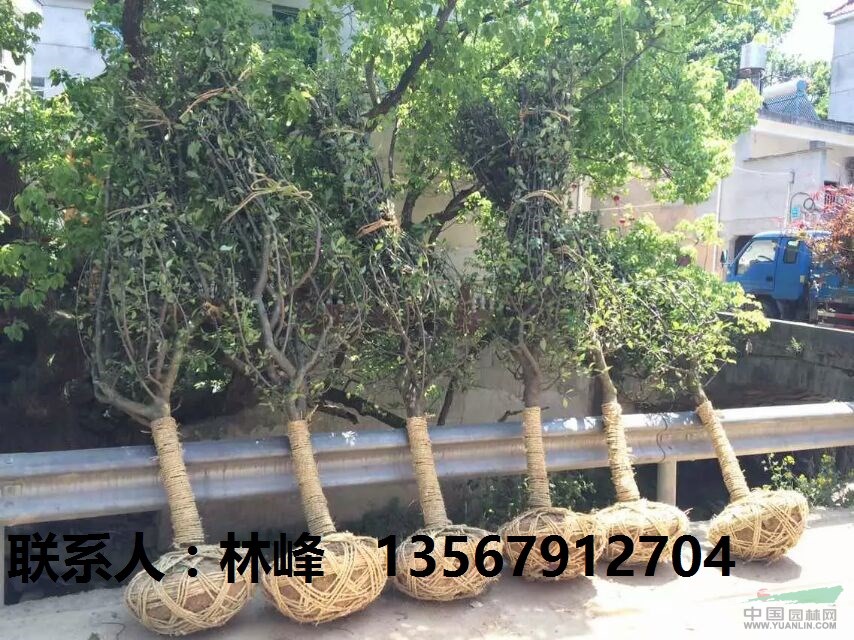 浙江垂丝海棠/溪口垂丝海棠