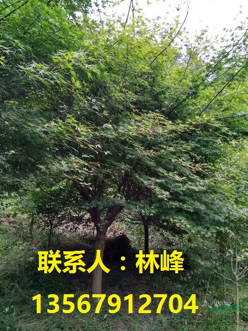 浙江鸡爪槭/余姚鸡爪槭/国内之