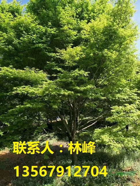 浙江鸡爪槭/余姚鸡爪槭/国内之