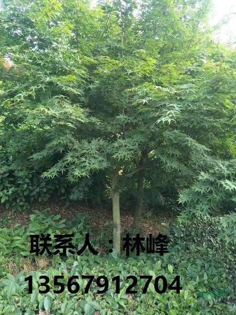 浙江鸡爪槭/余姚鸡爪槭/国内之