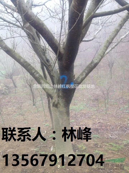 中国樱花之乡/余姚四明山樱花基地