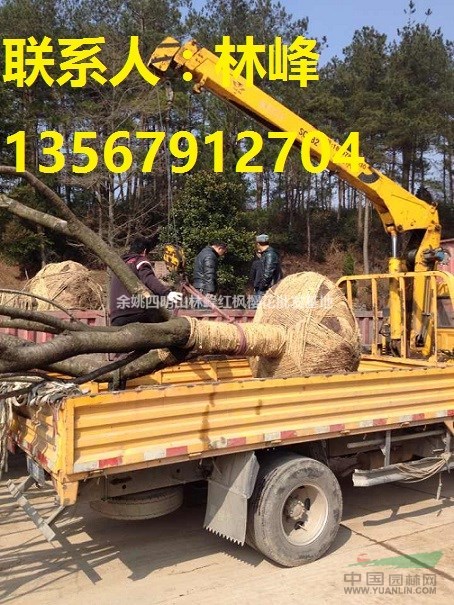 中国樱花之乡/余姚四明山樱花基地