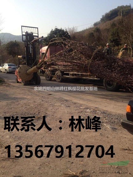 中国樱花之乡/余姚四明山樱花基地