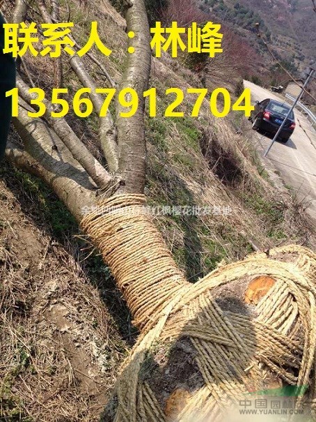 樱花之乡/国内大的晚樱基地/樱花价格查询