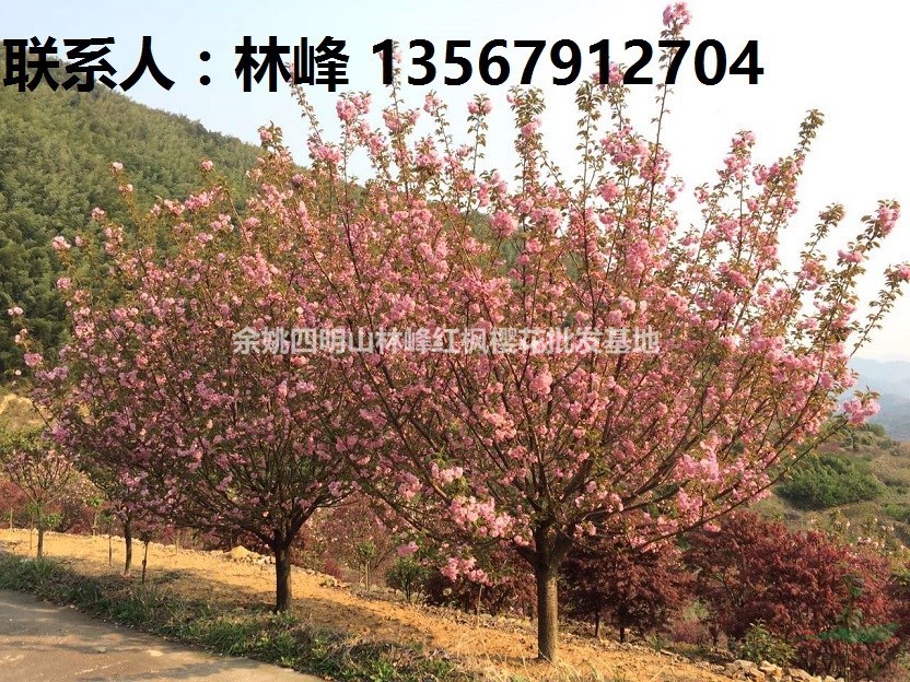 樱花之乡/国内大的晚樱基地/樱花价格查询