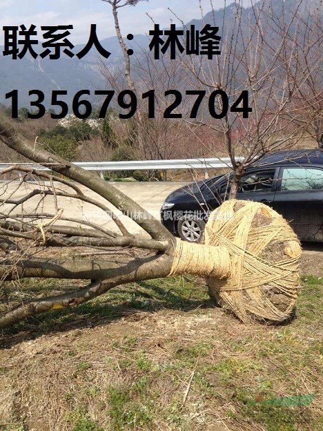 樱花之乡/国内大的晚樱基地/樱花价格查询