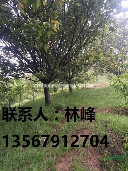 日本樱花/早樱花/晚樱/中国樱花之乡