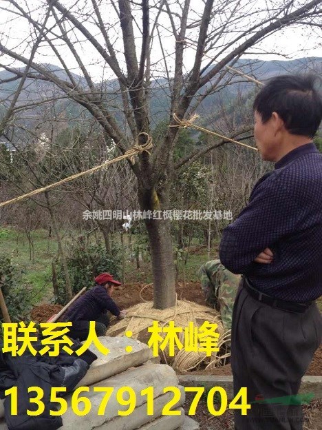 日本樱花/早樱花/晚樱/中国樱花之乡