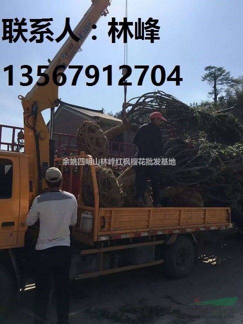 日本樱花/早樱花/晚樱/中国樱花之乡