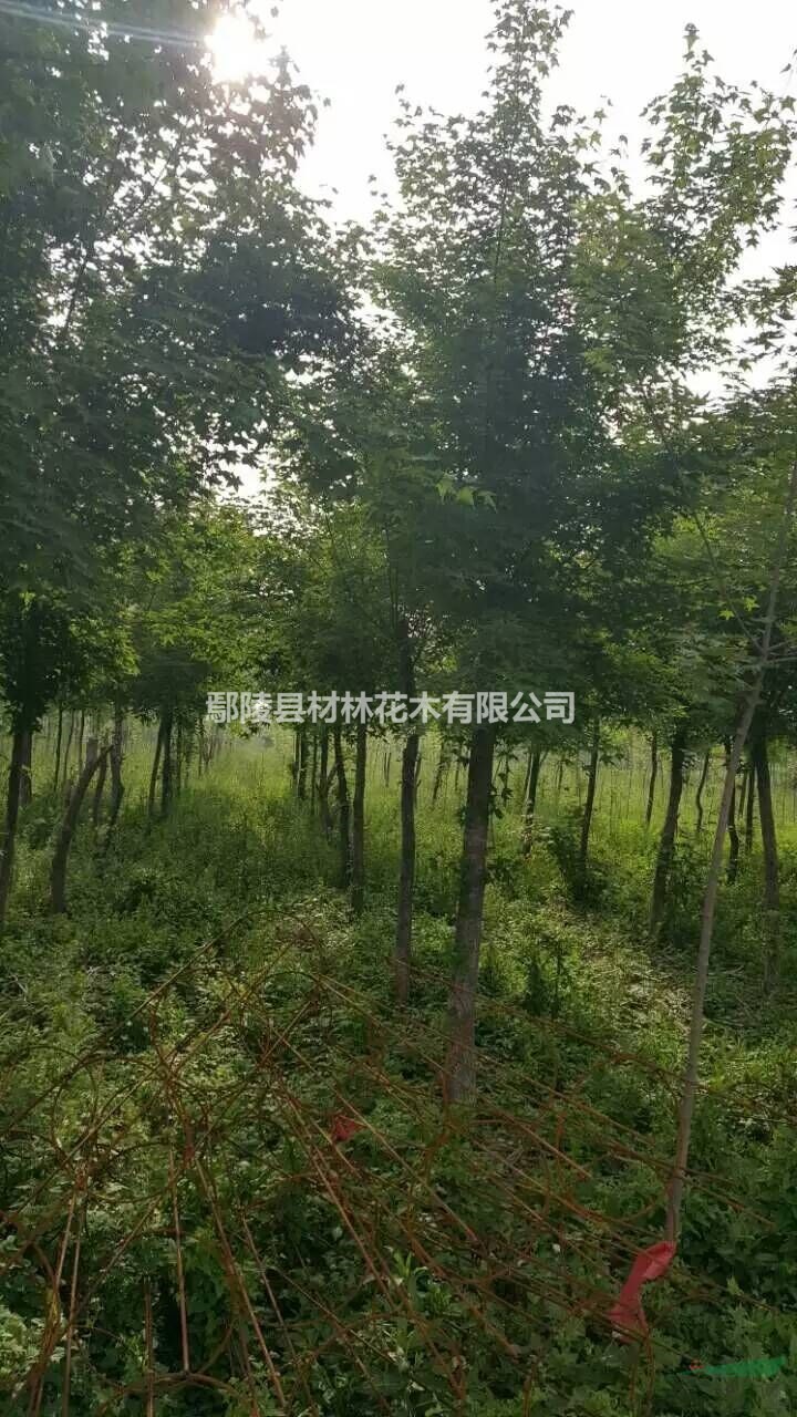 五角楓，河南五角楓花木基地，五角楓價格，五角楓批發(fā)