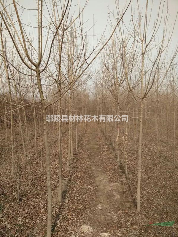 五角楓，河南五角楓花木基地，五角楓價格，五角楓批發(fā)
