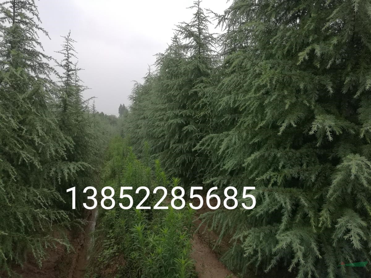 雪松銷售南京雪松種植基地