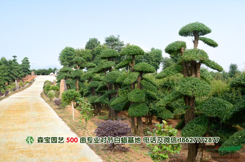 對節(jié)白蠟樹批發(fā)|對節(jié)白蠟樹價格|對節(jié)白蠟樹圖片