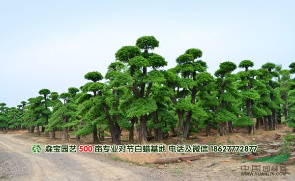 對節(jié)白蠟公司