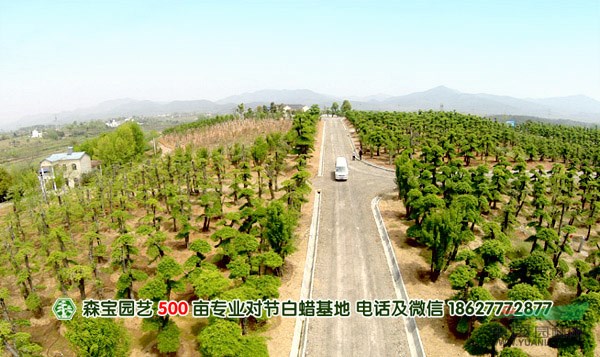 對節(jié)白蠟公司