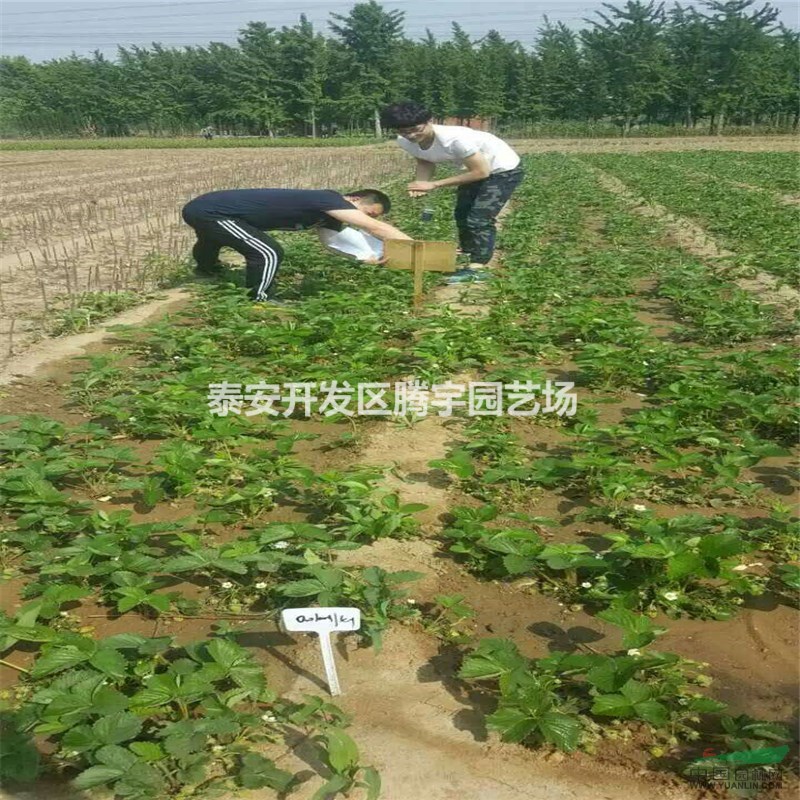 基地常年供應(yīng)品種草莓苗、紅顏草莓苗批發(fā)零售
