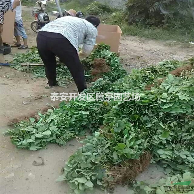 基地常年供應(yīng)品種草莓苗、紅顏草莓苗批發(fā)零售