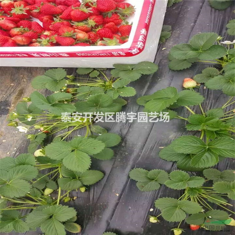 供應(yīng)品種草莓苗、紅顏、章姬、甜寶、奶油等量大優(yōu)惠