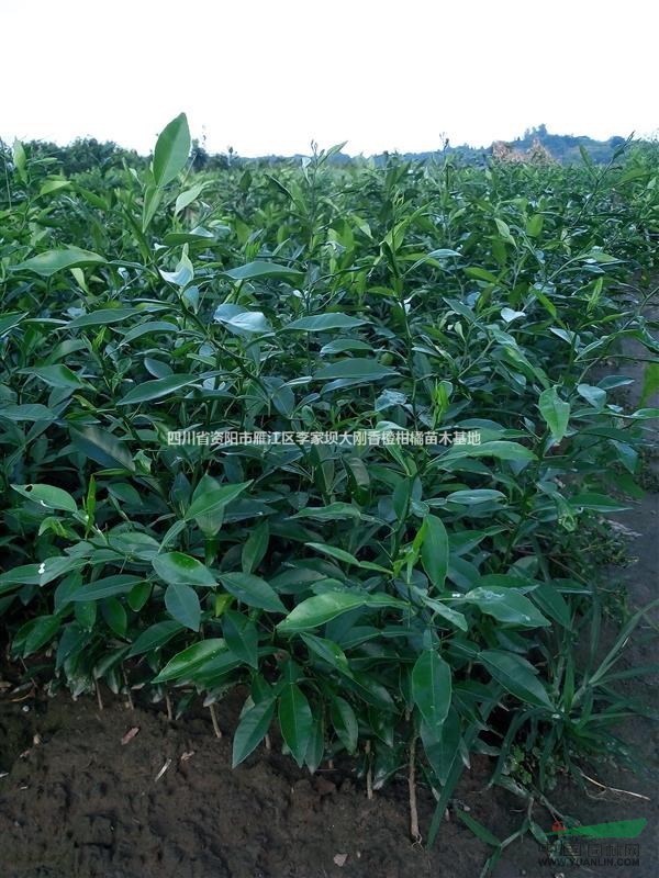定接預(yù)定，小葉香橙嫁接苗