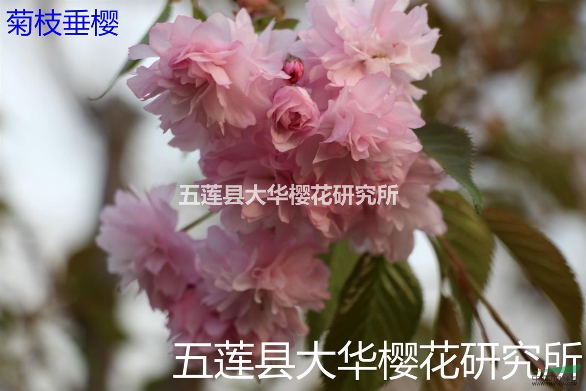 菊枝垂櫻