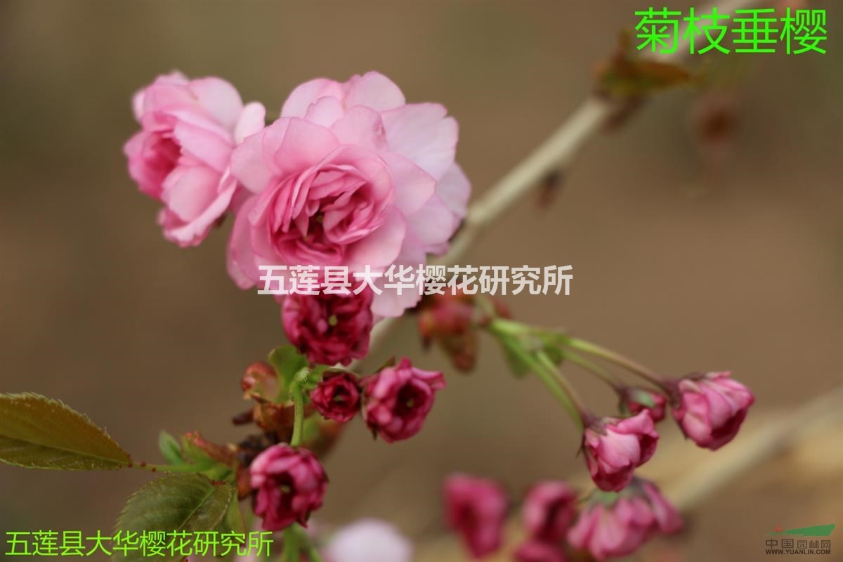 菊枝垂櫻